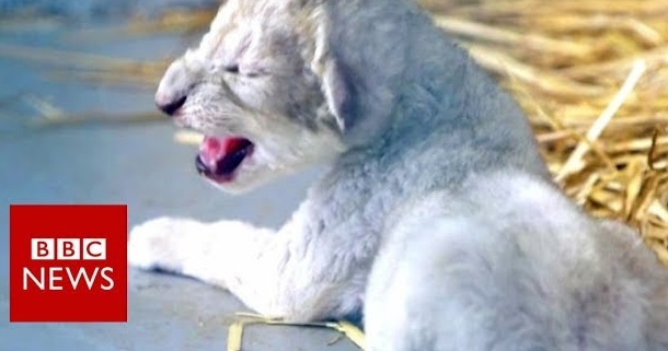 Animal welfare concept image