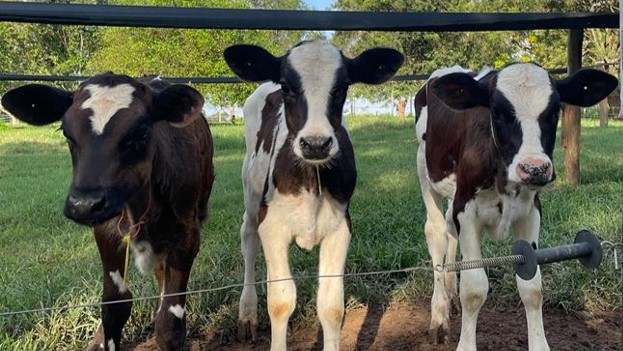 Group_calves